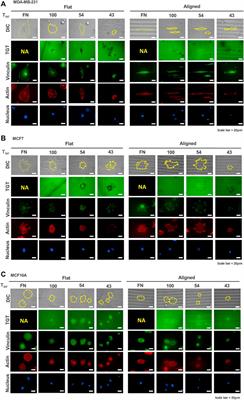 Characterization of Integrin Molecular Tension of Human Breast Cancer Cells on Anisotropic Nanopatterns